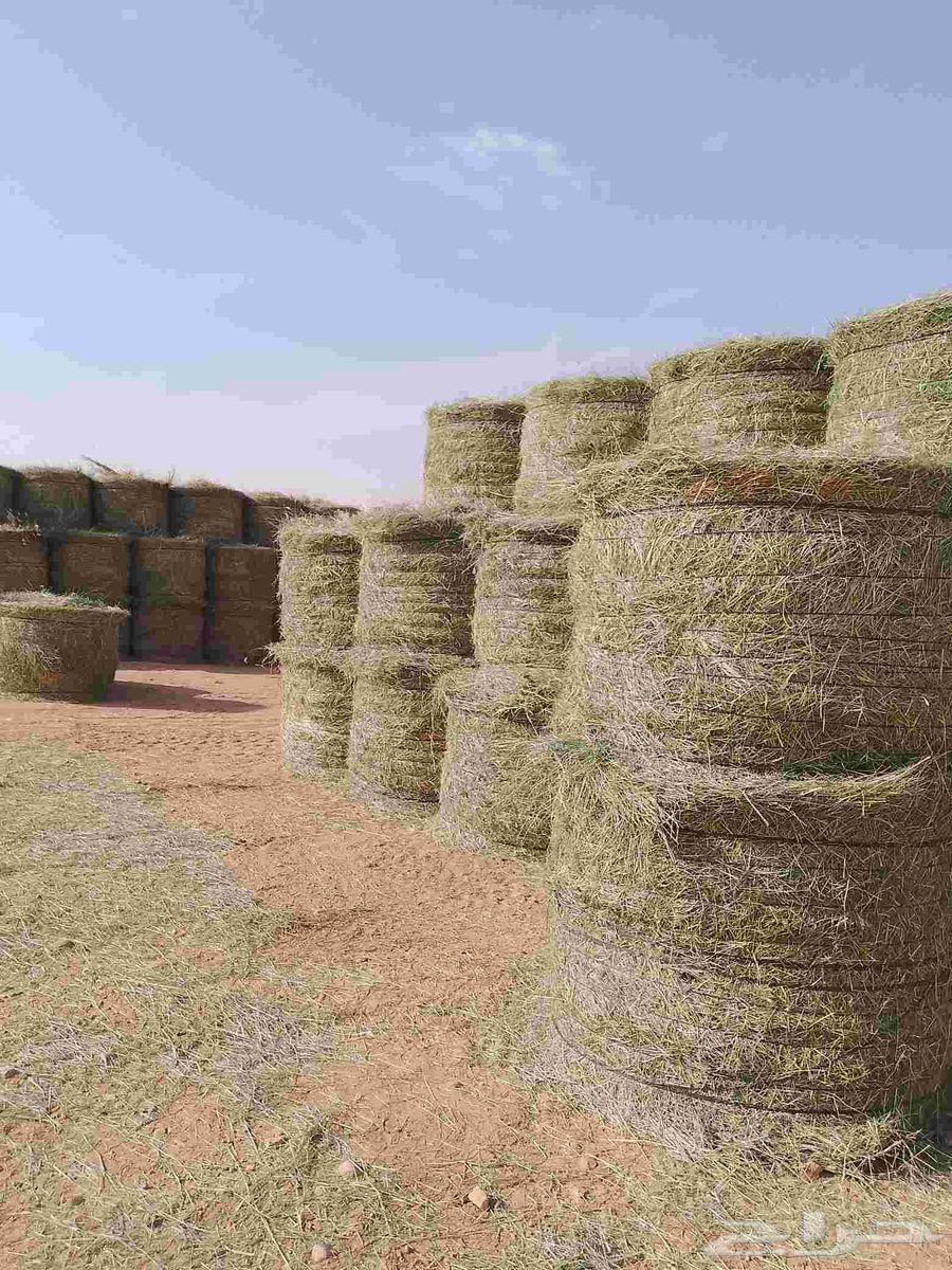 السلام عليكم ورحمه الله لفات رودس جديد المذنب64528593906817110