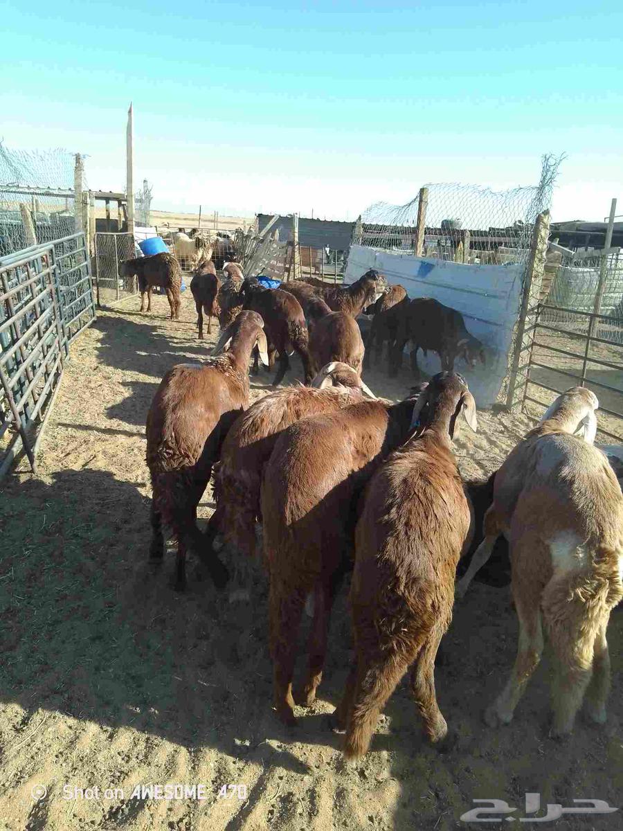 سواكن للبيع الاعمار من سبع شهور الى سته شهور64531153696003113