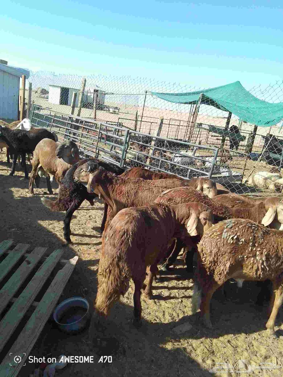 سواكن للبيع الاعمار من سبع شهور الى سته شهور64531153696003111