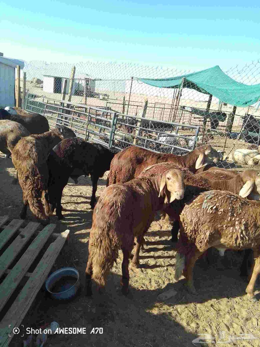 سواكن للبيع الاعمار من سبع شهور الى سته شهور64531153696003110