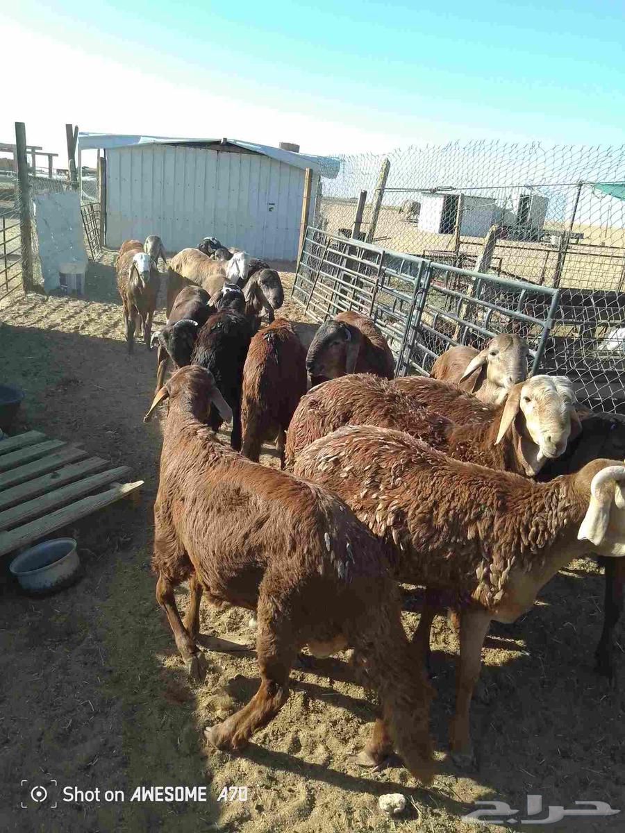 سواكن للبيع الاعمار من سبع شهور الى سته شهور64531153696003112