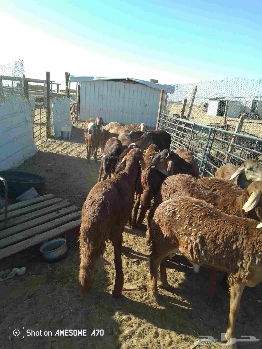 سواكن للبيع الاعمار من سبع شهور الى سته شهور64531153696003114