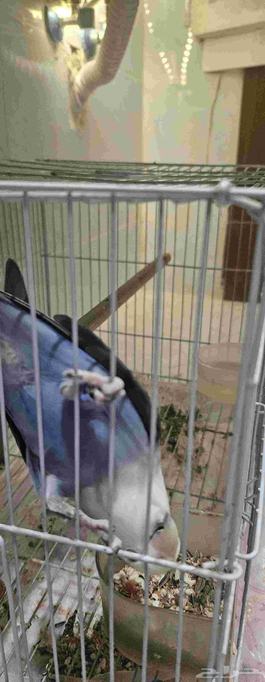 روز اليف مع القفص64531603416579111