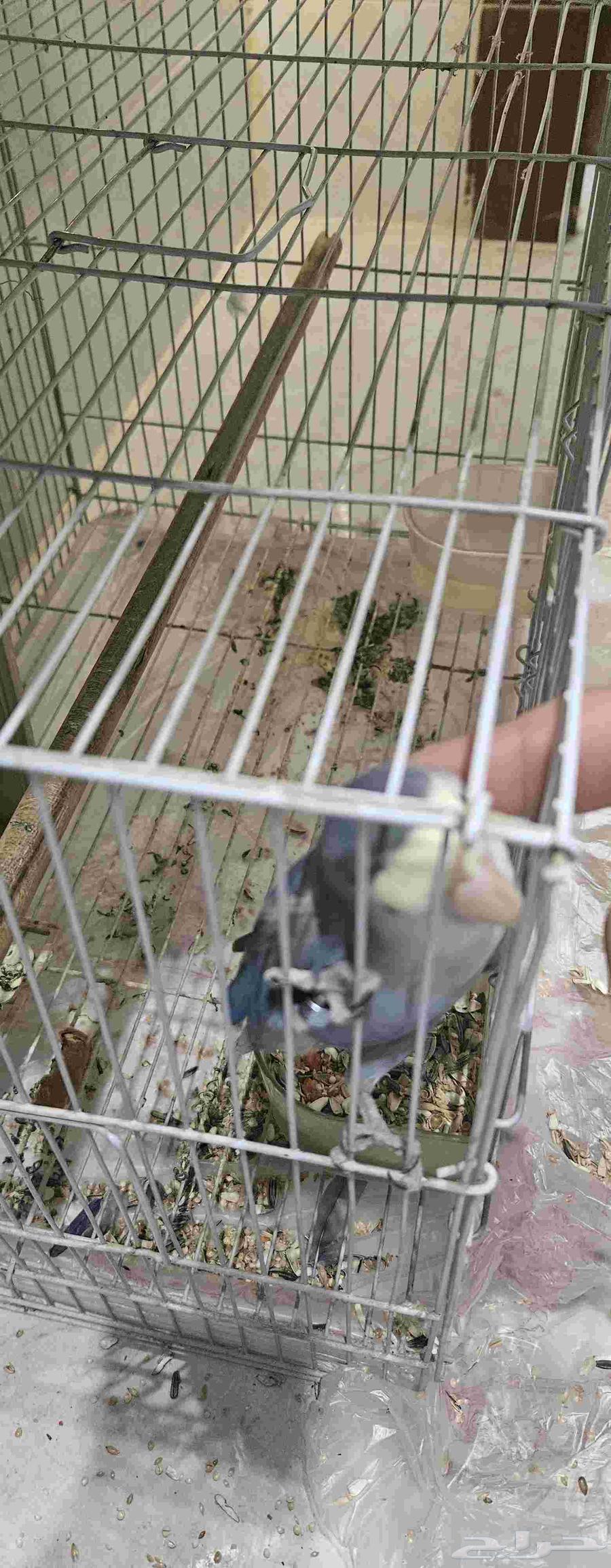 روز اليف مع القفص64531603416579112