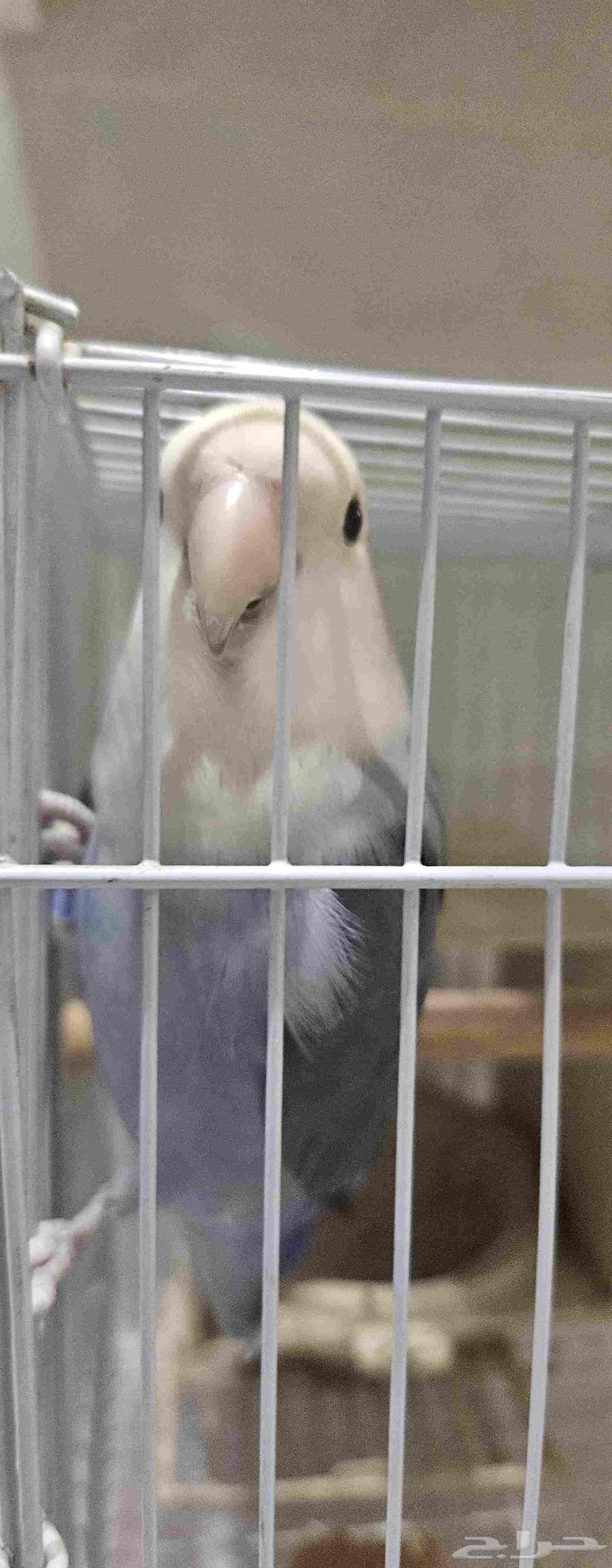 روز اليف مع القفص64531603416579110