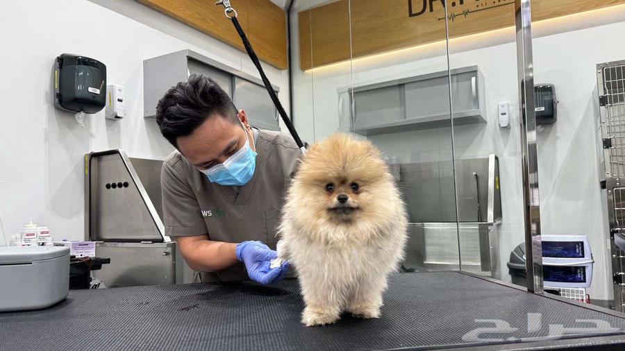 بومرينبن انثى سيبل مستوردة تسليم فوري64527863067907111