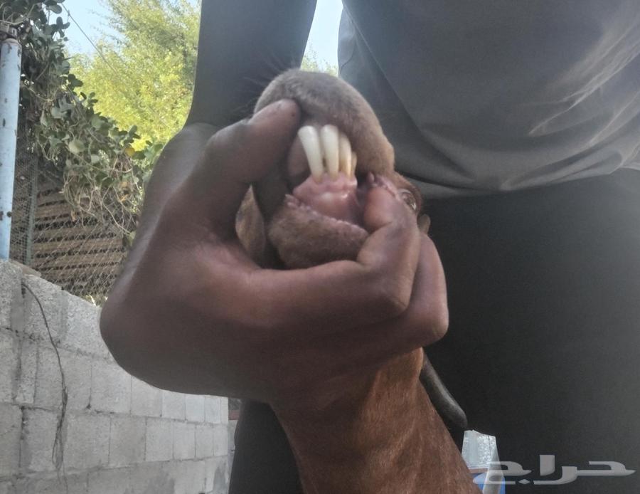 عنز جنوبيه64528922003331111