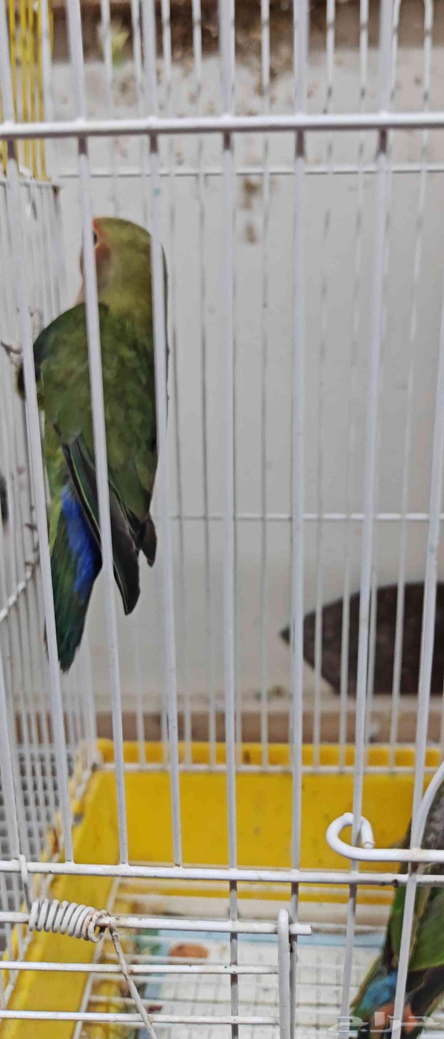 للبيع طبه طيور روز64529348532097111