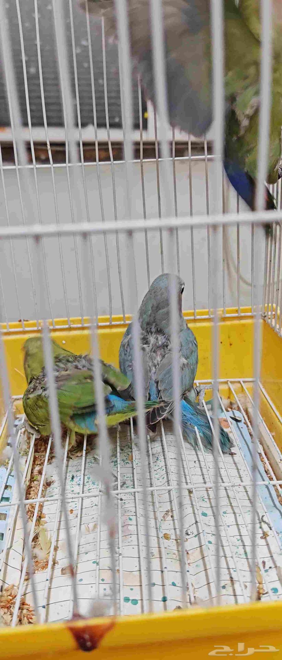 للبيع طبه طيور روز64529348532097113