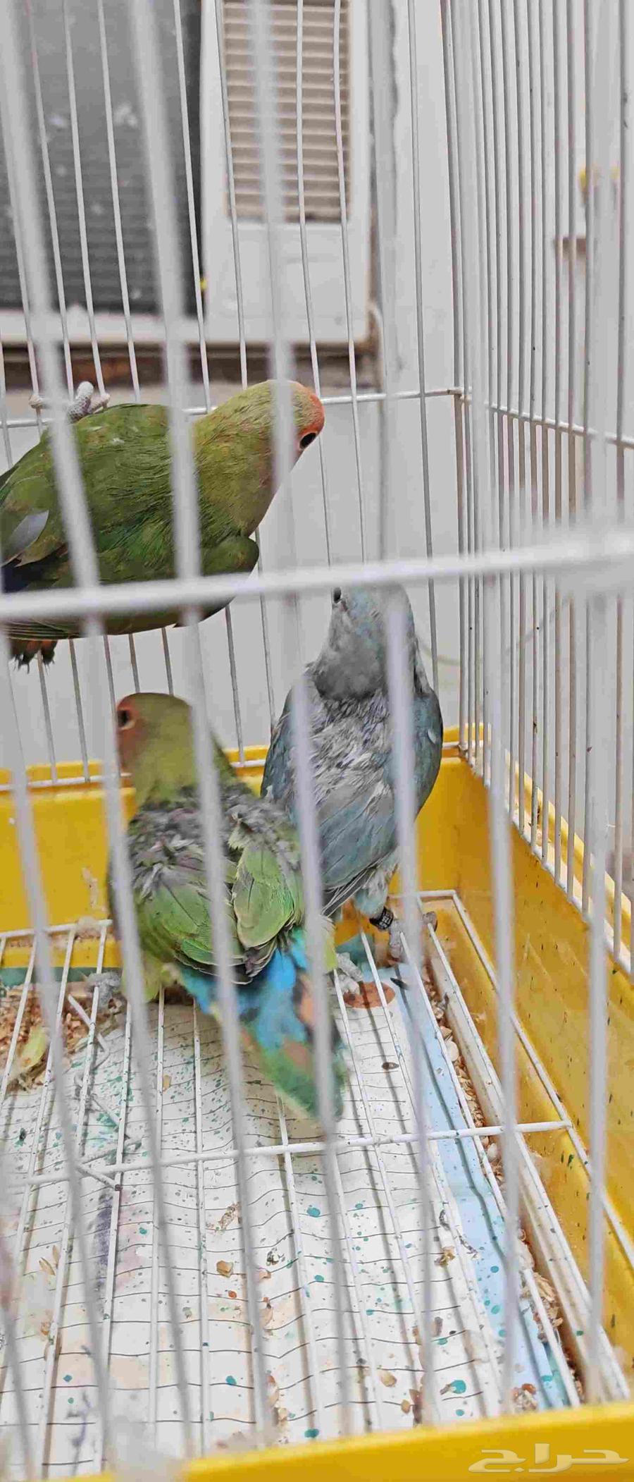 للبيع طبه طيور روز64529348532097110