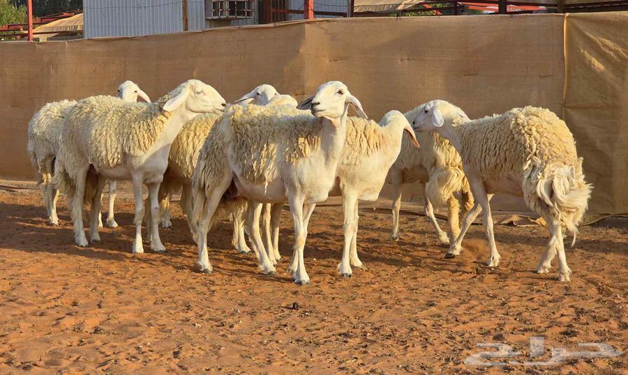 رخال فواخر صنف ( تم البيع )64532818588291112