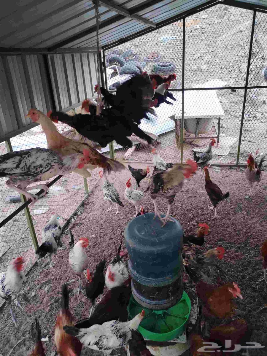 اعرض لكم ديوك بلدي64529812235393112