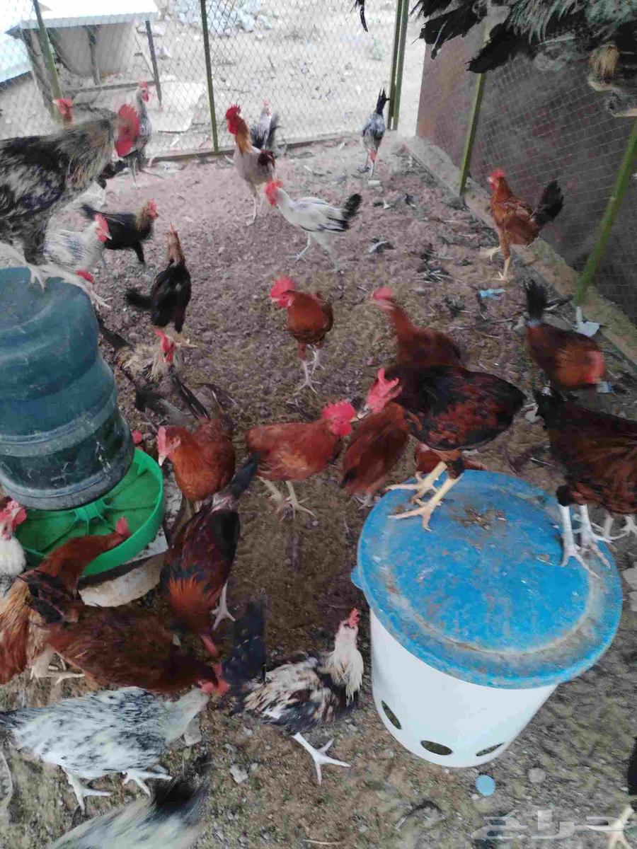 اعرض لكم ديوك بلدي64529812235393111