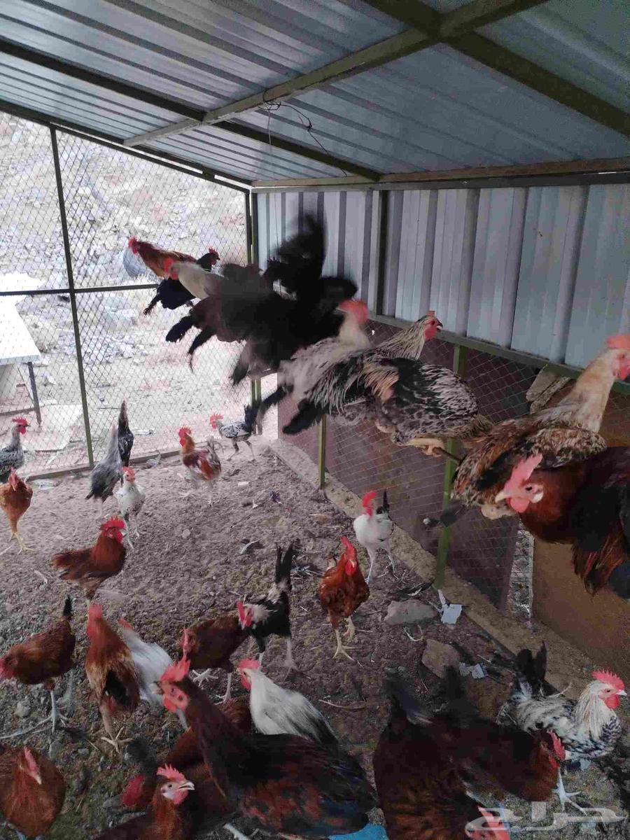 اعرض لكم ديوك بلدي64529812235393114