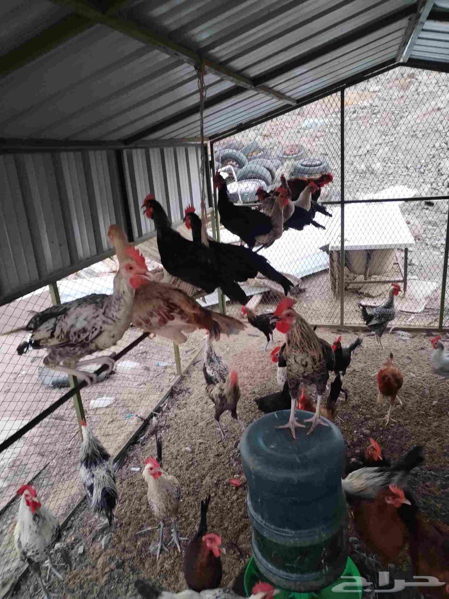 اعرض لكم ديوك بلدي64529812235393113