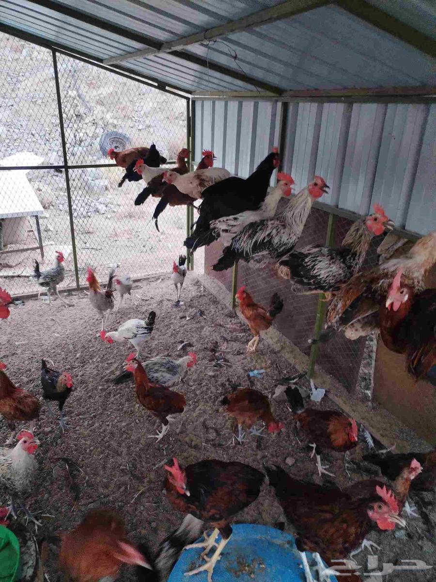 اعرض لكم ديوك بلدي64529812235393110