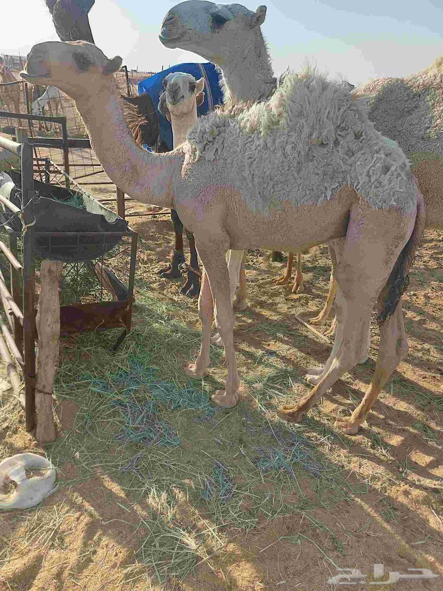 حاشي لباني قافل شحم بالأمس مفرود من امه عليه سوم 435064531745565059113