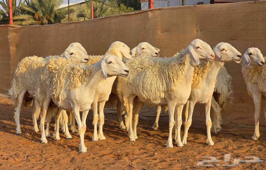 رخال فواخر صنف ( تم البيع )64532818588291111