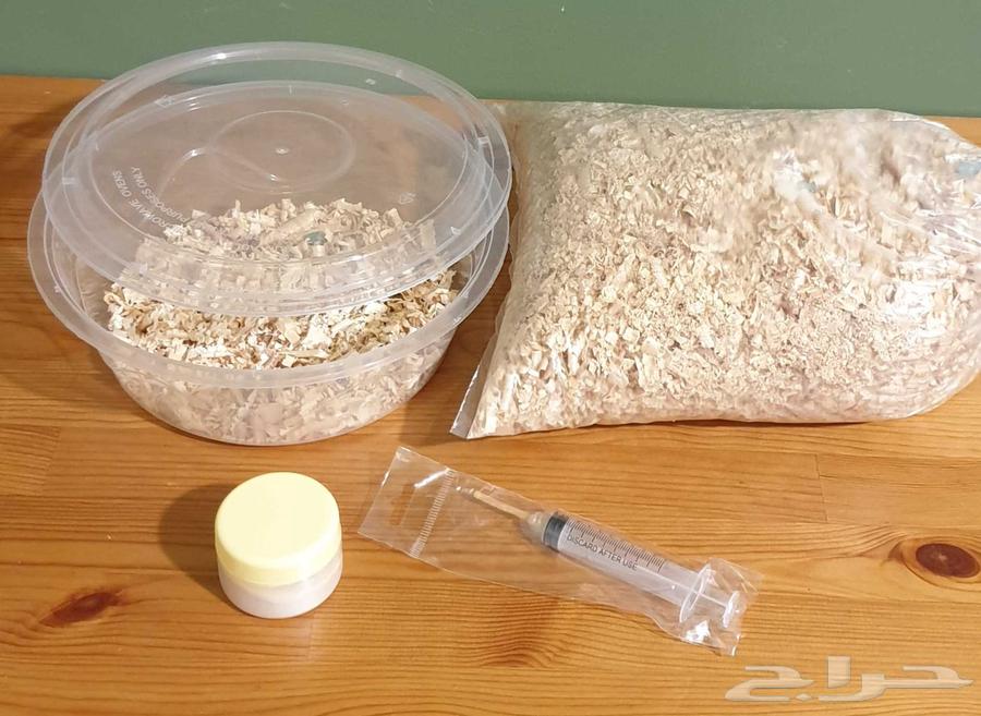 فروخ روز البينو محجله بملحقات64415289655683111