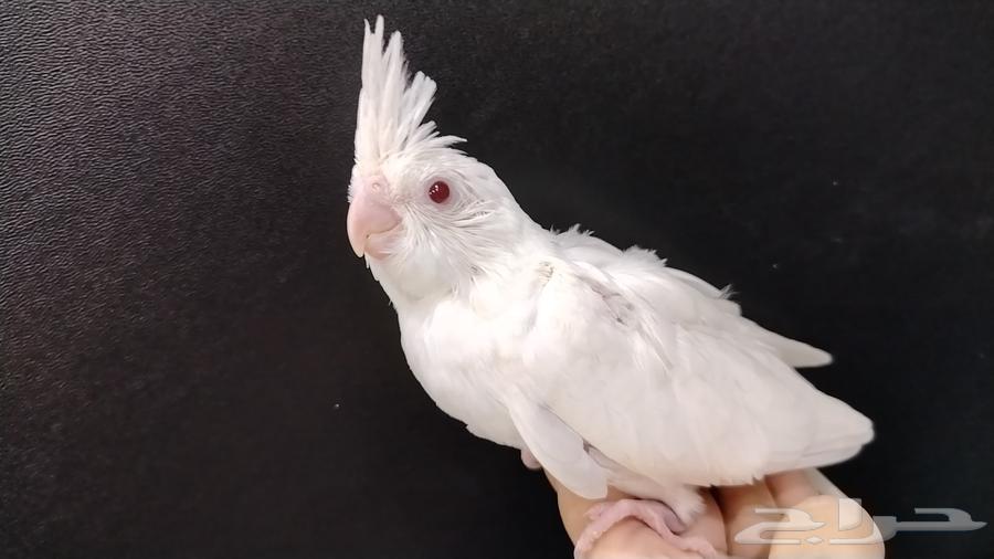 فرخ كروان البينو عيون حمر64443358018435110