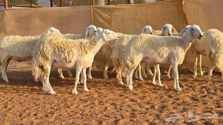 رخال فواخر صنف ( تم البيع )64532818588291114