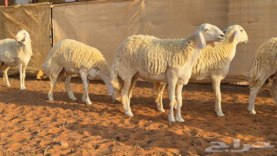 رخال فواخر صنف ( تم البيع )64532818588291113