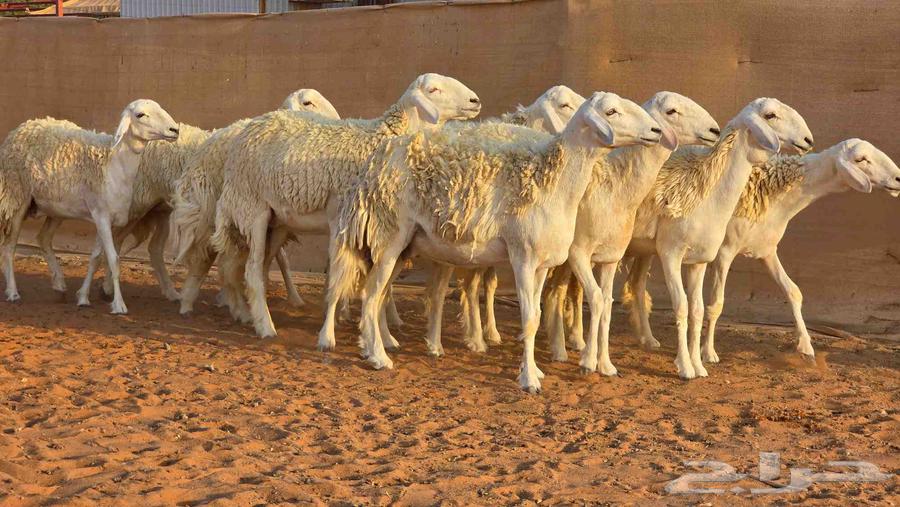 رخال فواخر صنف ( تم البيع )64532818588291110