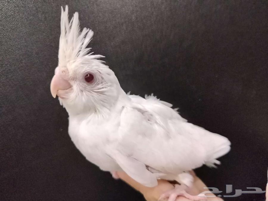 فرخ كروان البينو عيون حمر64443358018435112