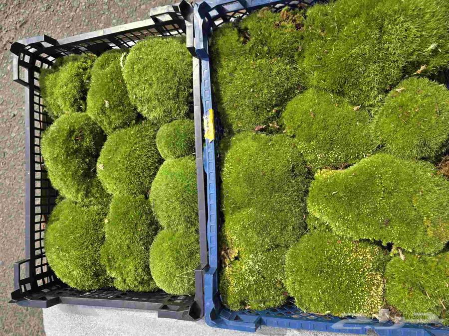 طحالب بولموس بولندا64530529600898110