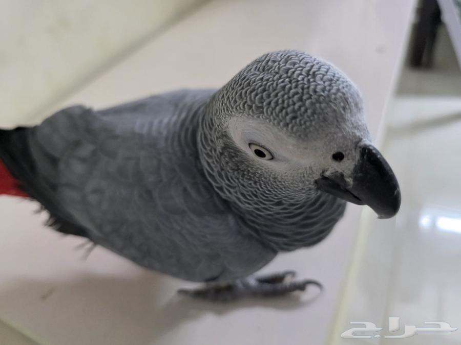 بغباء كاسكو افريقي انثى64529235934211114