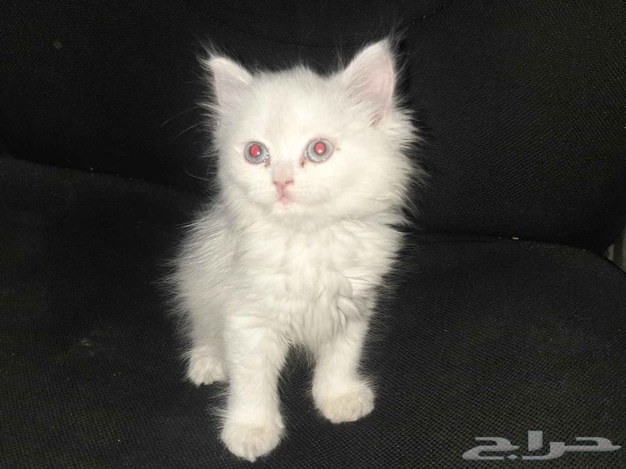 قطه شيرازي عيونه سماويه أنثى64532437968257113