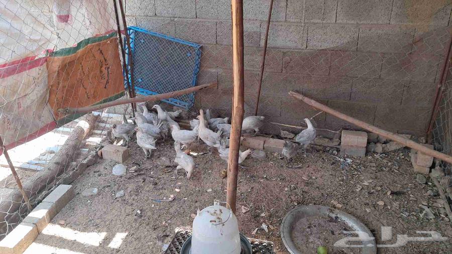 Fayoumi frozen chicken64531182293505110