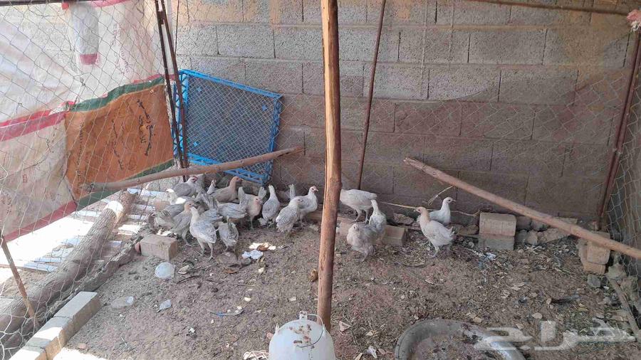 Fayoumi frozen chicken64531182293505111