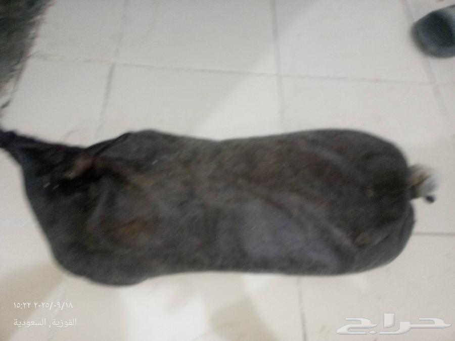 I'm showing you two boxes of ghee, one cow and one sheep64531096353793110