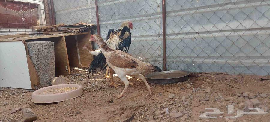 طقم شامو ياباني تم البيع64533104988035114