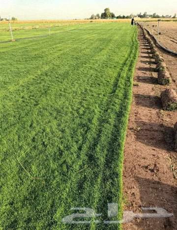 ثيل طبيعي عشب طبيعي64530219620097114