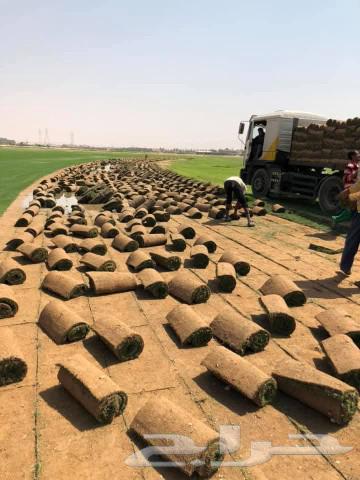 ثيل طبيعي عشب طبيعي64530219620097112