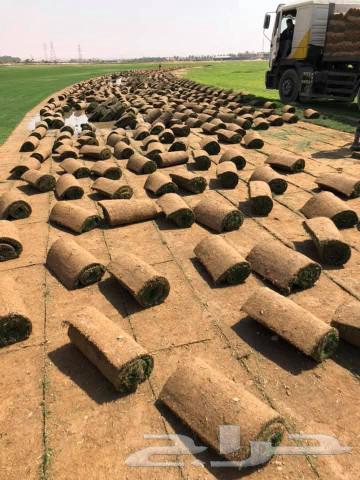 ثيل طبيعي عشب طبيعي64530219620097111