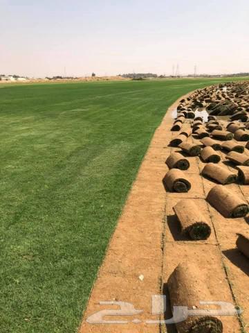 ثيل طبيعي عشب طبيعي64530219620097110