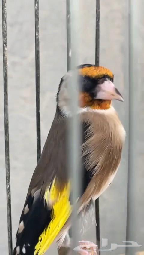 Fine canary on condition64528280891523110