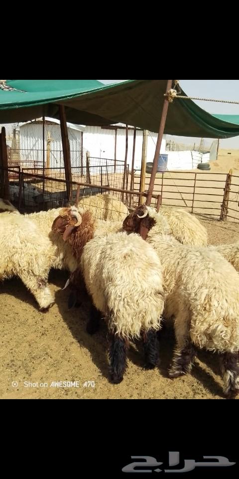 Sami for Meat, Tayma64531082530689113