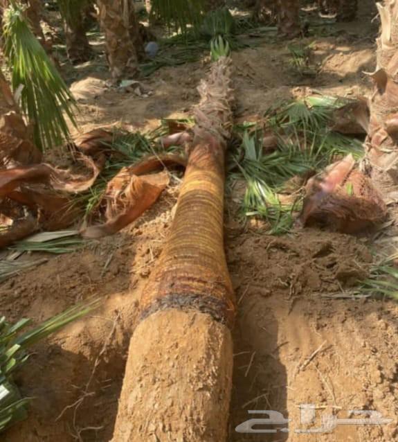 Washingtonian palm trees for sale in Riyadh, Jeddah, Qassim, Al-Kharj, all locations64531745519363111