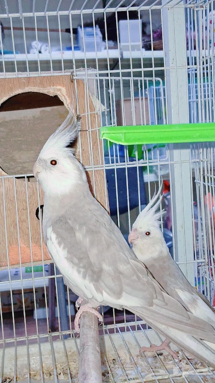 زوج كروان هولندي منتج شرط64527348104321110