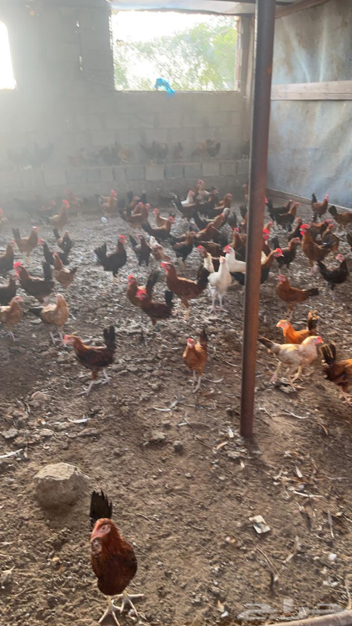 ديوك بلدي64475030649858112