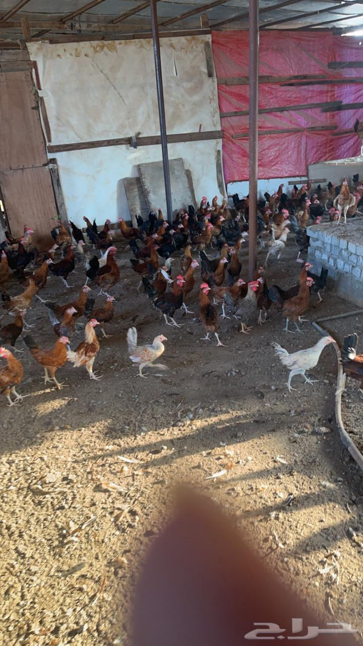 ديوك بلدي64475030649858110