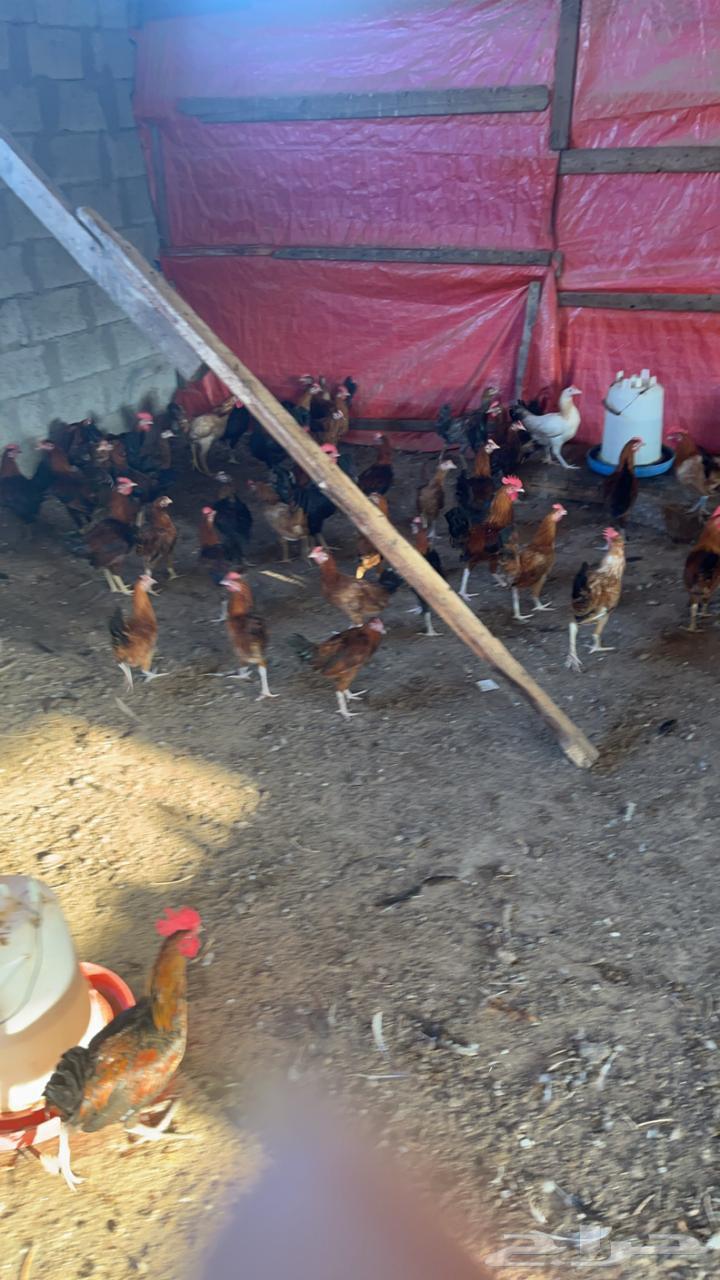 ديوك بلدي64475030649858111