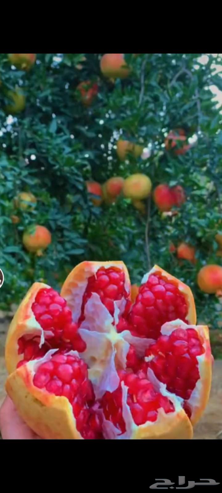 Pomegranate from our own farms64533118975491110