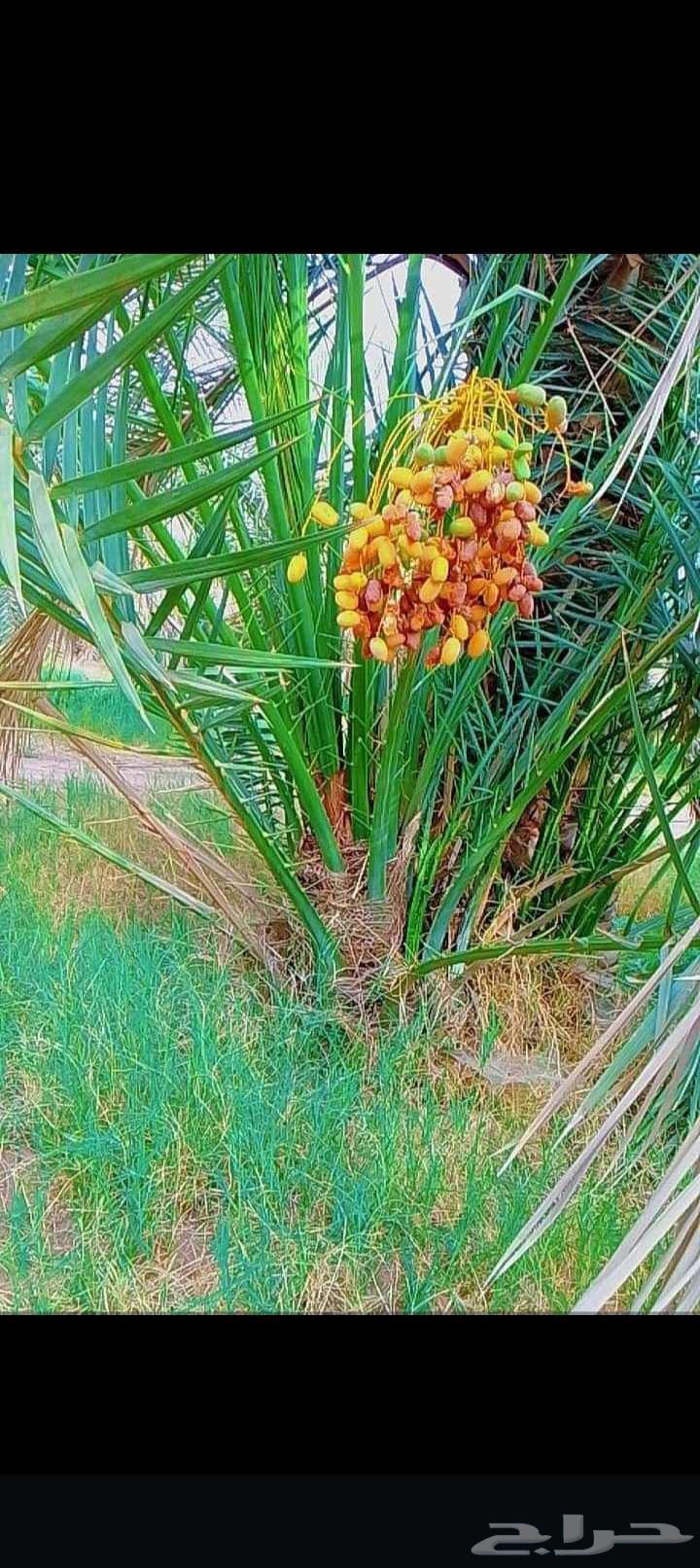 Hello and may the mercy and blessings of God be upon you, 30 palm trees are available for sale64528365631361111