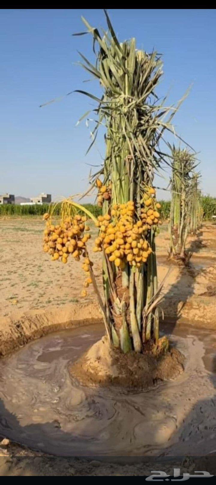 Hello and may the mercy and blessings of God be upon you, 30 palm trees are available for sale64528365631361112