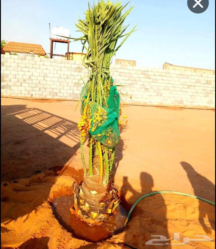 نخل مثمر نخل واشنطني واشنطونيا اخلاص سكري برحي صقعي شيشي هلا64534971596289113